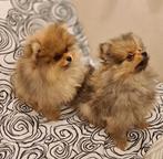 Pomeriaan pups, Overige rassen, 8 tot 15 weken, Meerdere, Meerdere dieren