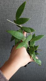 Hoya planten, Ophalen of Verzenden