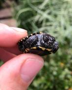 Emys orbicularis - Europese moerasschildpad, Schildpad