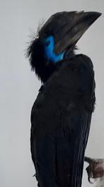 Opgezette Blauwkeelneushoornvogel * Taxidermie * Tropenvogel, Dieren en Toebehoren, Vogels | Overige Vogels, Mannelijk, Tropenvogel