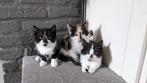 Leuke speelse kittens , lapje en 2 zwart witjes, Dieren en Toebehoren, Katten en Kittens | Overige Katten, Poes, Kortharig, 0 tot 2 jaar