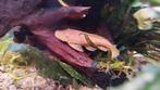 Ancistrus Albino, Vrouw, +/-8 á 9cm, bieden vanaf €10,-, Dieren en Toebehoren, Slang
