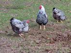 Wyandotte groothoenders, Dieren en Toebehoren, Pluimvee, Meerdere dieren, Kip