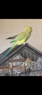 Halsband parkiet groen vrouw, Vrouwelijk, Parkiet, Pratend