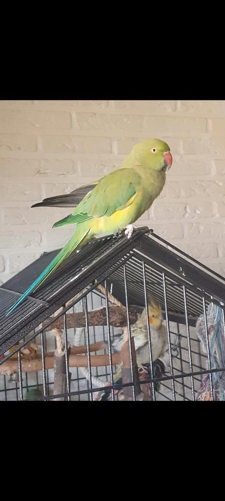 Halsband parkiet groen vrouw, Dieren en Toebehoren, Vogels | Parkieten en Papegaaien, Parkiet, Vrouwelijk, Pratend, Tam