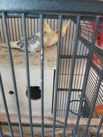 Koppel duits / Belgische bloedlijn valk parkieten, Meerdere dieren, Parkiet