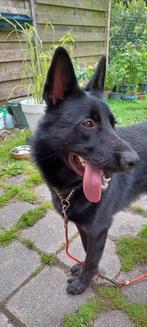 Duitse herder, Reu, 1 tot 2 jaar, Eén hond, Herder