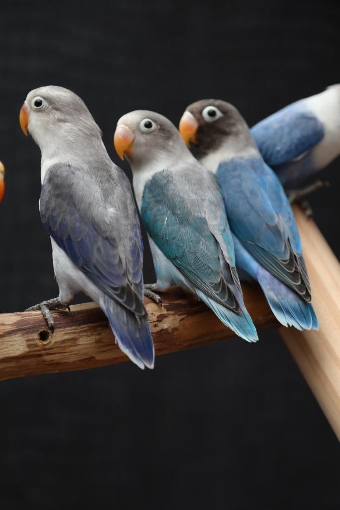 Jonge Agapornis Fisheri | Baby´s | Handtam | Div. Kleuren, Dieren en Toebehoren, Vogels | Parkieten en Papegaaien, Dwergpapegaai of Agapornis