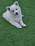 super lieve witte herder pups te koop, Dieren en Toebehoren, CDV (hondenziekte), 8 tot 15 weken, Meerdere, Meerdere dieren