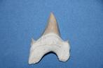Haaientand Otodus Obliquus, Verzamelen, Ophalen of Verzenden, Fossiel