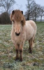 Zilverappel valk Ijslander merrie jaarling met superkarakter, Dieren en Toebehoren, Pony's, Merrie, D pony (1.37m tot 1.48m), Met stamboom