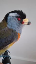 Toekanbaardvogel opgezet, Ophalen of Verzenden, Opgezet dier