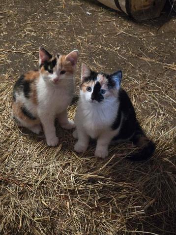 2 Supermooie Lapjes Poesjes, Kitten Zusjes beschikbaar voor biedingen