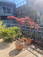 Japanse Es, Tuin en Terras, Planten | Bomen, Halfschaduw, Overige soorten, Lente, 100 tot 250 cm