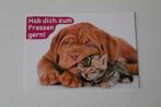 Katten Postkaart - Kitten en Bordeaux Dog Pup, Spreuk German, Ongelopen, Verzenden, 1980 tot heden, Hond of Kat