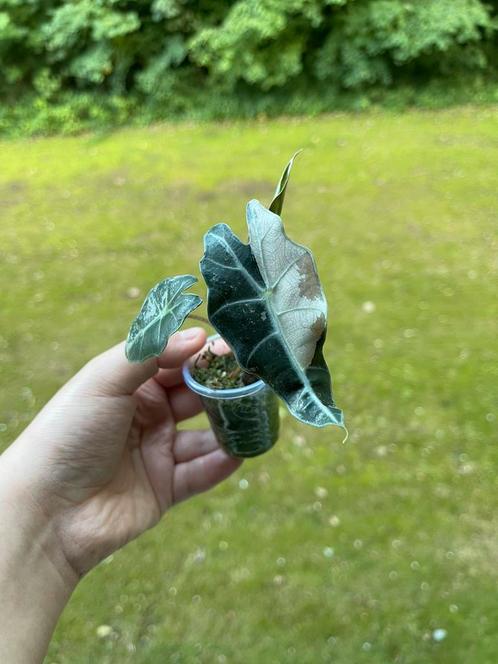 Alocasia Polly variegata halfmoon, Huis en Inrichting, Kamerplanten, Overige soorten, Minder dan 100 cm, Ophalen of Verzenden