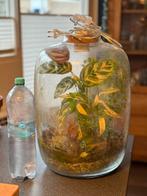Plant terrarium met led lamp., Huis en Inrichting, Kamerplanten, Ophalen, Halfschaduw, Minder dan 100 cm