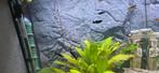 Black molly, Dieren en Toebehoren, Vissen | Aquariumvissen, Vis