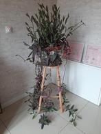 Tradescantia pallida, Ophalen