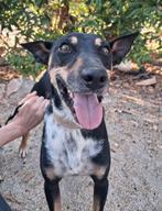 PUKI Pinscher X reu 3jr/44cm, lief sociaal gecastr. gezond, Dieren en Toebehoren, Honden | Niet-rashonden, Particulier, Rabiës (hondsdolheid)
