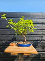 Sneeuwbalspirea bonsai, Ophalen of Verzenden, Overige soorten, Minder dan 100 cm