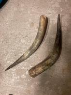 2 grote buffelhoorns, Ophalen, Gebruikt, Wild dier, Overige typen