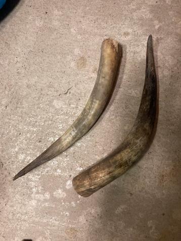 2 grote buffelhoorns beschikbaar voor biedingen