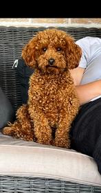 Toypoedel pups, Poedel, België, Fokker | Hobbymatig, 8 tot 15 weken