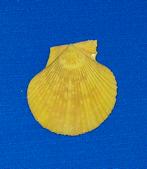 Chlamys sanatoria, Ophalen of Verzenden, Schelp(en)