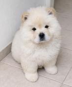 Chow Chow pup, Parvo, 8 tot 15 weken, Teef, Poolhond