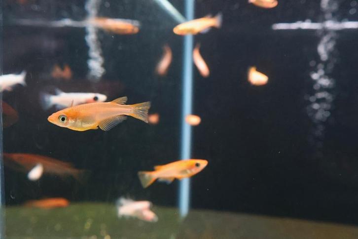 medeka, Dieren en Toebehoren, Vissen | Aquariumvissen, Zoetwatervis, Vis