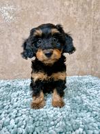 Langhaar dwerg teckel x toy poedel pups, Dieren en Toebehoren, Honden | Chihuahua's en Gezelschapshonden, Nederland, Overige rassen