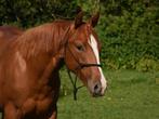 2,5 jarige solid sorrel american painthorse merrie te koop, Dieren en Toebehoren, Paarden, Merrie, Minder dan 160 cm, Gechipt