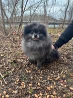 Pomeriaan dekreu te koop, Dieren en Toebehoren, België, Particulier, Keeshond, Reu