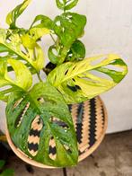 Monstera Adansonii Aurea, Huis en Inrichting, Kamerplanten, Overige soorten, In pot, Minder dan 100 cm, Groene kamerplant