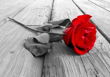 149 Rode Roos Vlies Fotobehang 350x250cm in 3 maten Nieuw beschikbaar voor biedingen