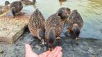 Wildkleur kwakers, kwaker, Dieren en Toebehoren, Pluimvee, Meerdere dieren, Eend