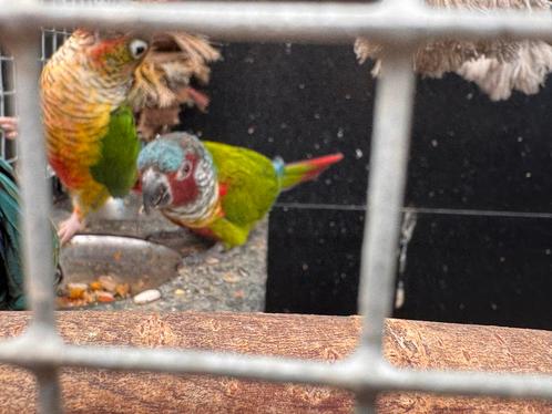 ‘Emma’ Pyrrhura van 2021, Dieren en Toebehoren, Vogels | Parkieten en Papegaaien, Papegaai, Mannelijk, Geringd