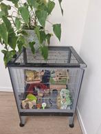 Kooi voor de knaagdier, Ophalen, Kooi, Gebruikt, Minder dan 75 cm