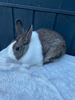 FokKoppel hollanders raszuiver, Dieren en Toebehoren, Konijnen, Meerdere dieren, Klein