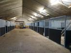 13 Paardenboxen te huur, Weidegang, 4 paarden of pony's of meer