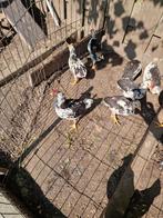 Bonte leghorns hanen 4 of 5 stuks te koop 7,5 per stuk, Dieren en Toebehoren, Pluimvee, Mannelijk, Kip