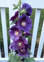 Biologische Gekweekte Zaden, Ophalen of Verzenden, Volle zon