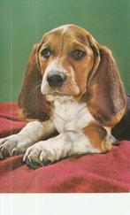 kaart beagle, Verzamelen, Ophalen of Verzenden, 1980 tot heden, Ongelopen, Hond of Kat