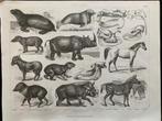 prent 1870 Walrus, neushoorn, tapir, paard, ezel, zebra 5966, Ophalen of Verzenden