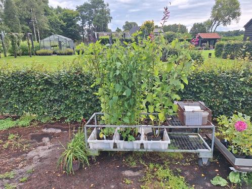 Mooie hoge grote salvias in grote potten, Tuin en Terras, Planten | Tuinplanten, Overige soorten, Volle zon, Zomer, Ophalen