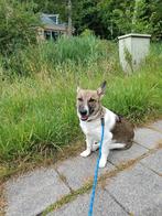 Snoopy is in Nederland, Dieren en Toebehoren, Honden | Niet-rashonden, Particulier, Rabiës (hondsdolheid), 1 tot 2 jaar, Buitenland