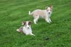 Border collie pups nieuw nestje, Dieren en Toebehoren, Honden | Herdershonden en Veedrijvers, België, 8 tot 15 weken, Collie, Meerdere