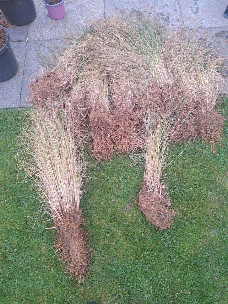 Lampenpoetsersgras (Pennisetum) - Siergras voor uw tuin!, Tuin en Terras, Planten | Tuinplanten, Vaste plant, Siergrassen, Volle zon