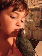 Super tamme kakariki's, Tropenvogel, Tam